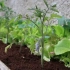 Čo sa dá vysadiť vedľa paradajok v skleníku a otvorenej pôde